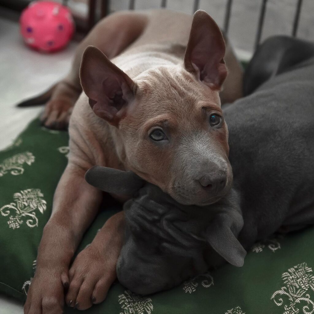 Thai ridgeback