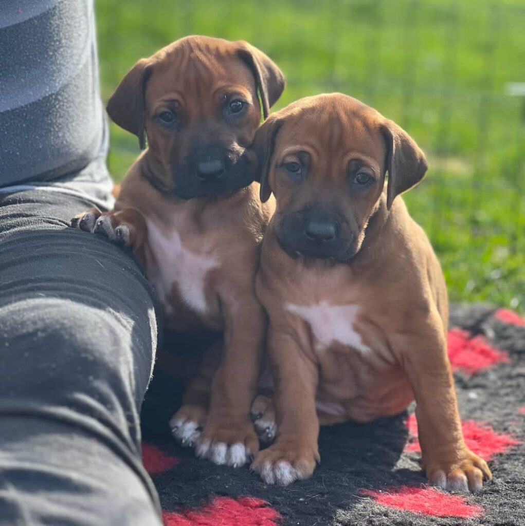 Rhodesian Ridgeback puppies