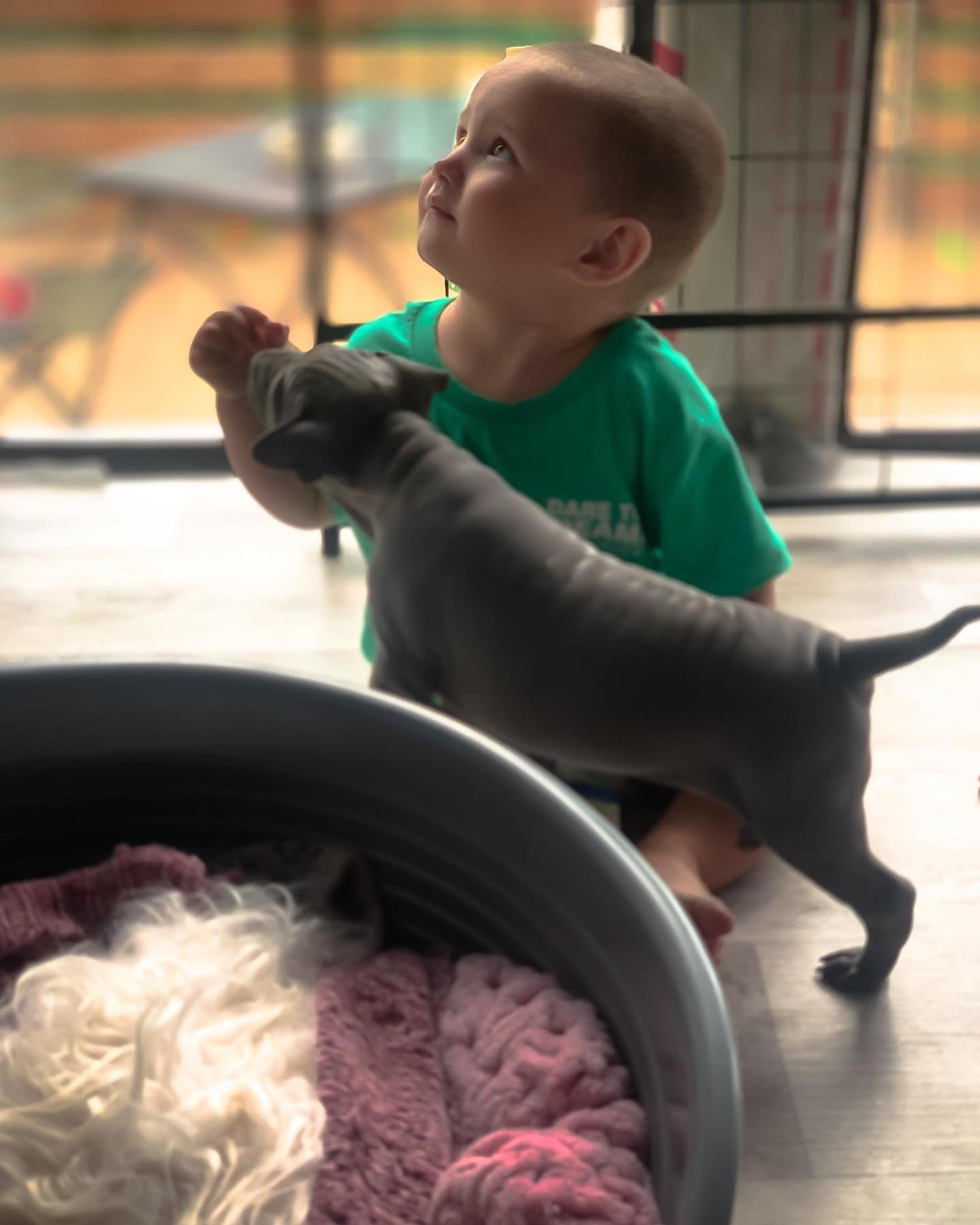 Thai Ridgeback