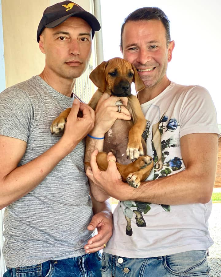 Rhodesian Ridgeback