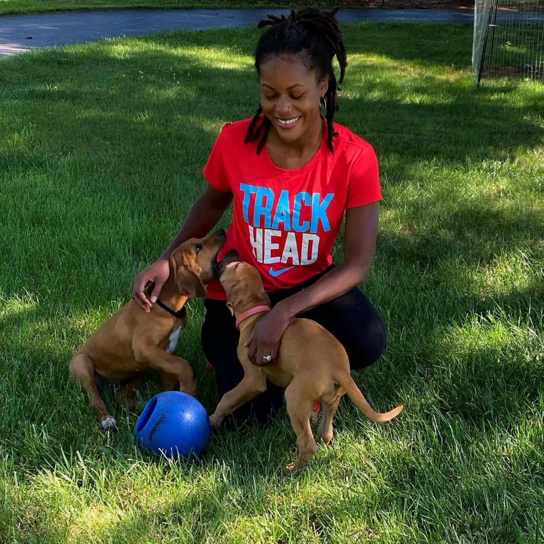 Rhodesian Ridgeback puppies