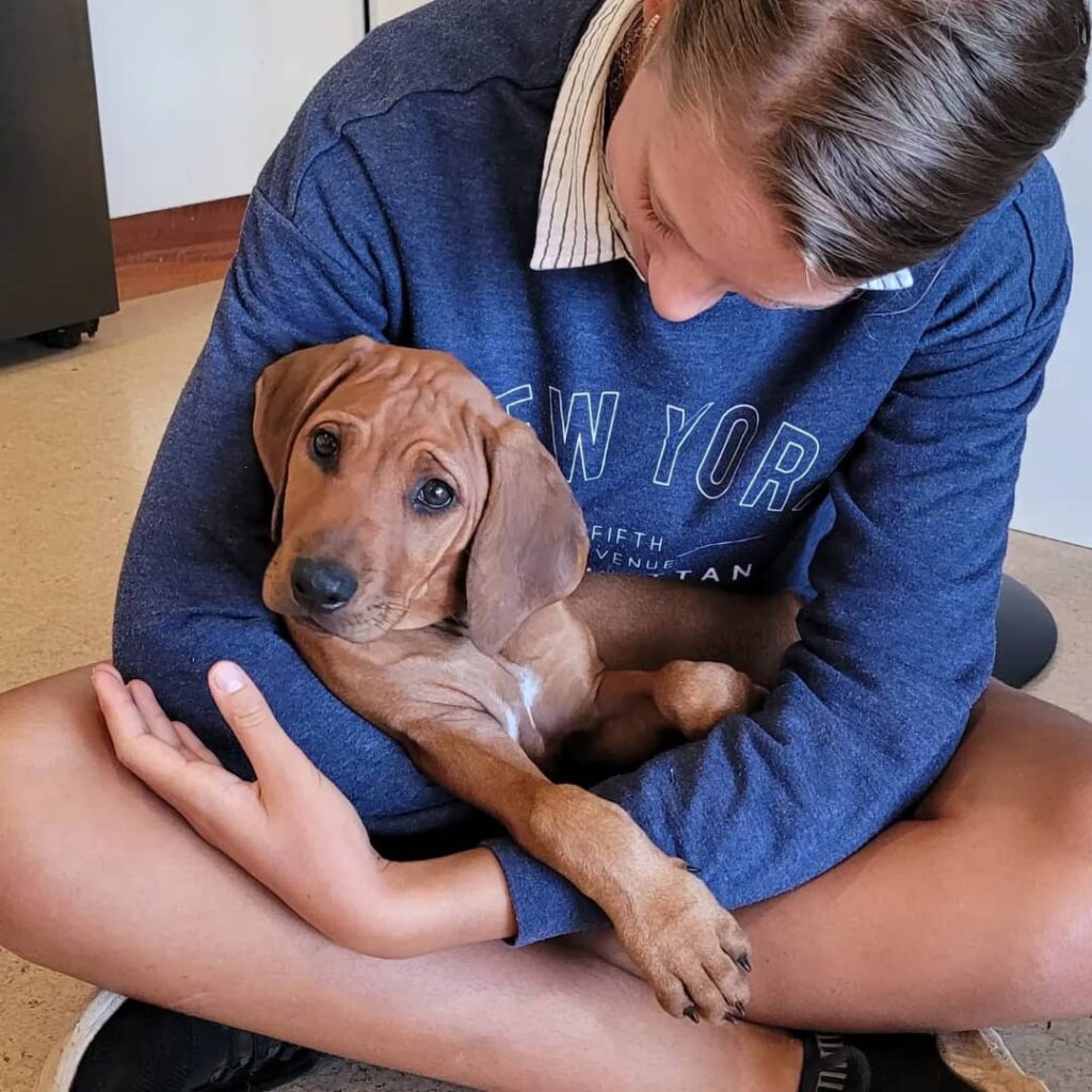rhodesian ridgeback puppies