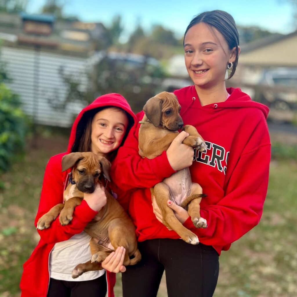rhodesian ridgeback puppies