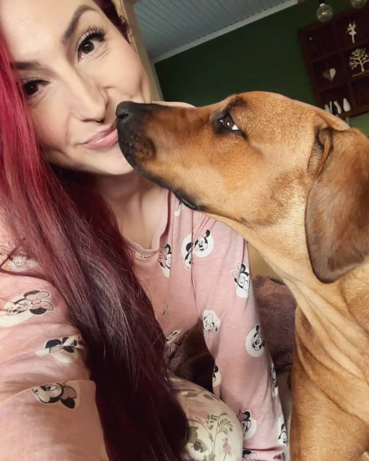 rhodesian ridgeback puppies for sale