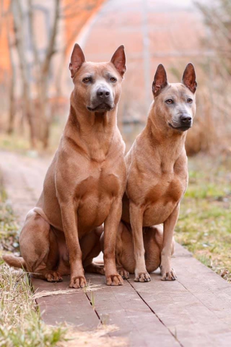 Thai Ridgeback dog