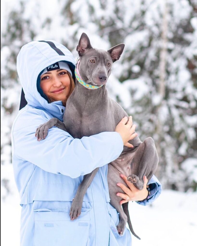 Thai ridgeback puppies