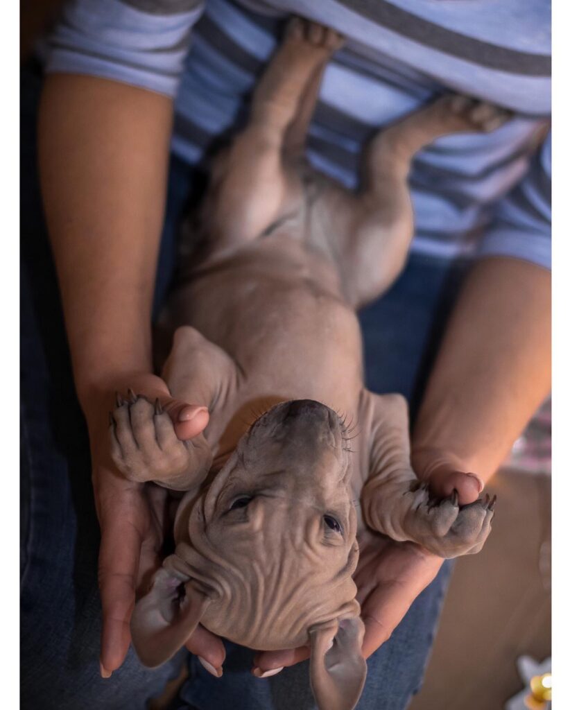 Thai Ridgeback puppies