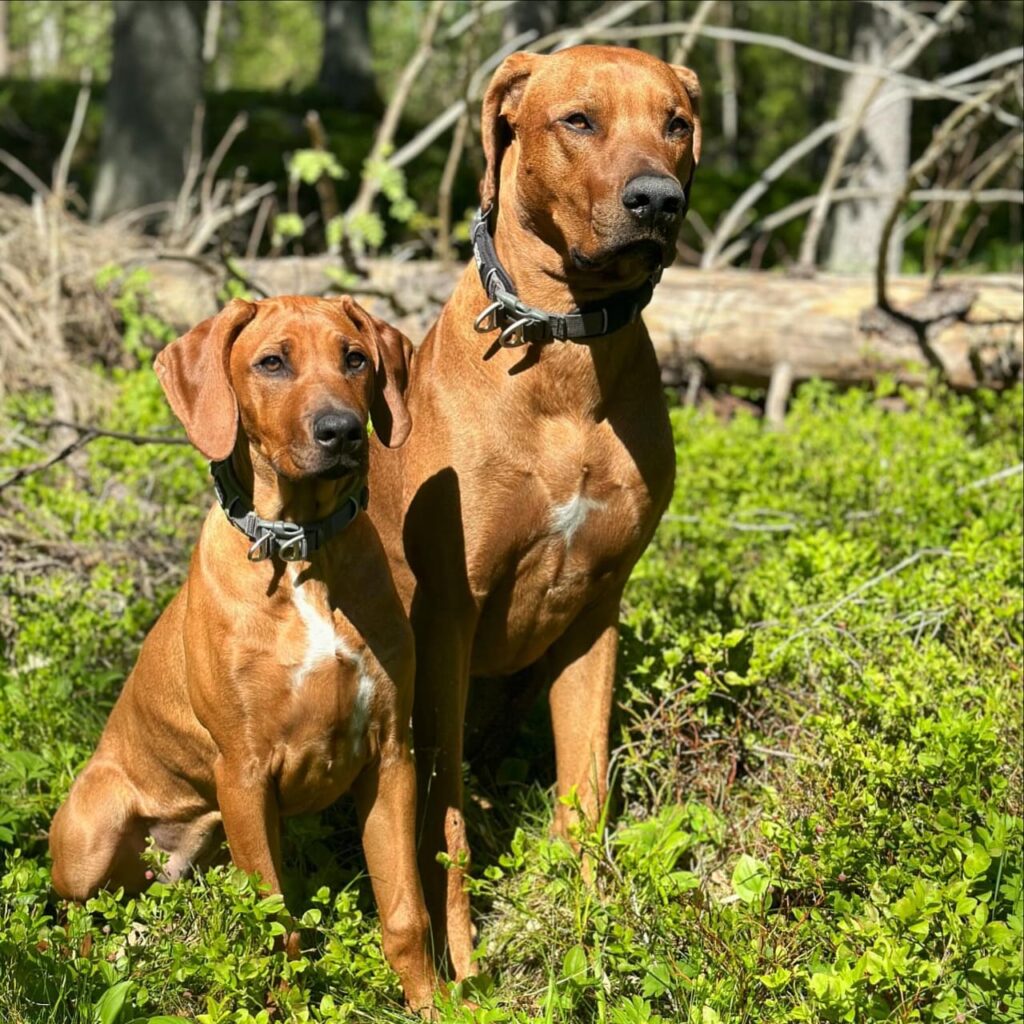 Rhodesian Ridgeback