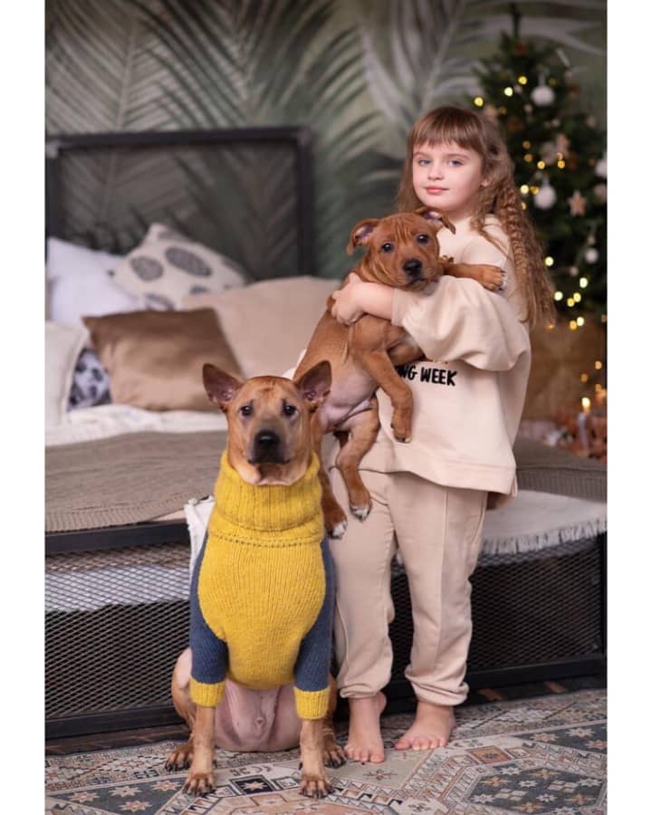 Thai ridgeback puppies